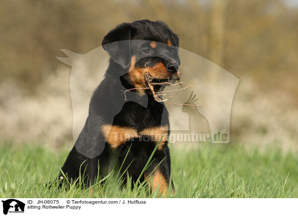 sitzender Rottweiler Welpe / sitting Rottweiler Puppy / JH-06075