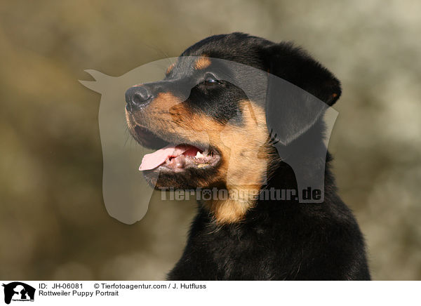 Rottweiler Welpe Portrait / Rottweiler Puppy Portrait / JH-06081