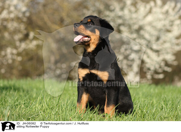 sitzender Rottweiler Welpe / sitting Rottweiler Puppy / JH-06082