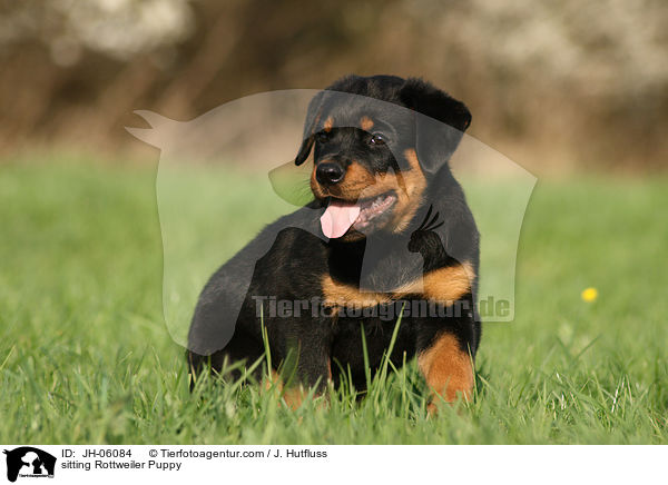 sitzender Rottweiler Welpe / sitting Rottweiler Puppy / JH-06084