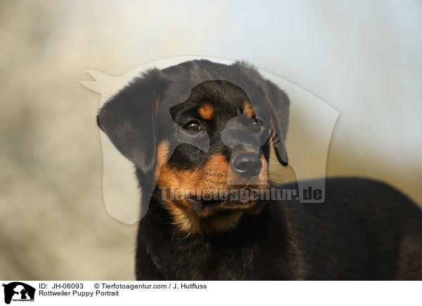 Rottweiler Welpe Portrait / Rottweiler Puppy Portrait / JH-06093