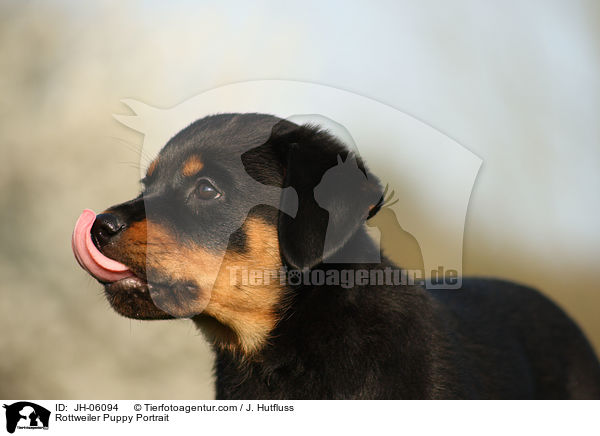 Rottweiler Welpe Portrait / Rottweiler Puppy Portrait / JH-06094