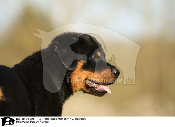 Rottweiler Welpe Portrait / Rottweiler Puppy Portrait / JH-06095