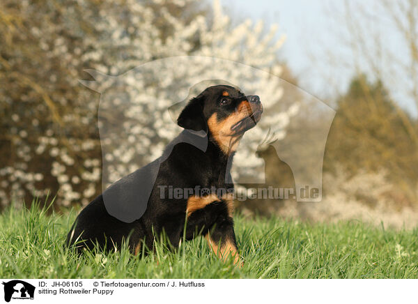 sitzender Rottweiler Welpe / sitting Rottweiler Puppy / JH-06105