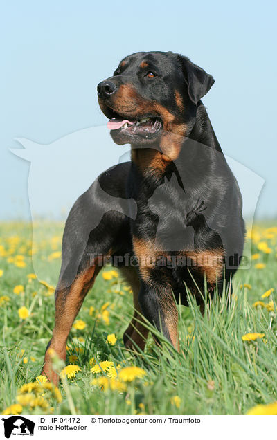 Rottweiler Rde / male Rottweiler / IF-04472