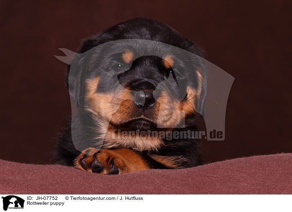 Rottweiler Welpe / Rottweiler puppy / JH-07752