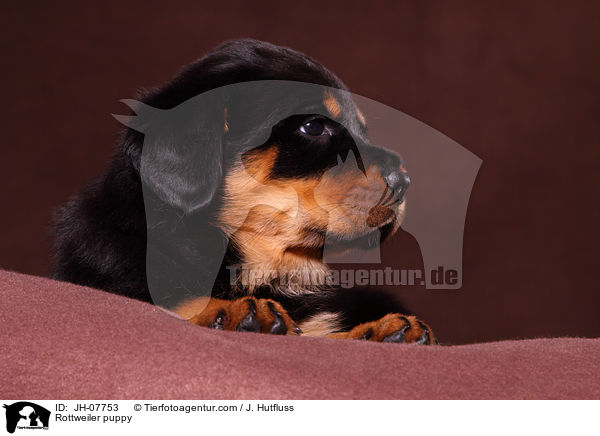 Rottweiler Welpe / Rottweiler puppy / JH-07753