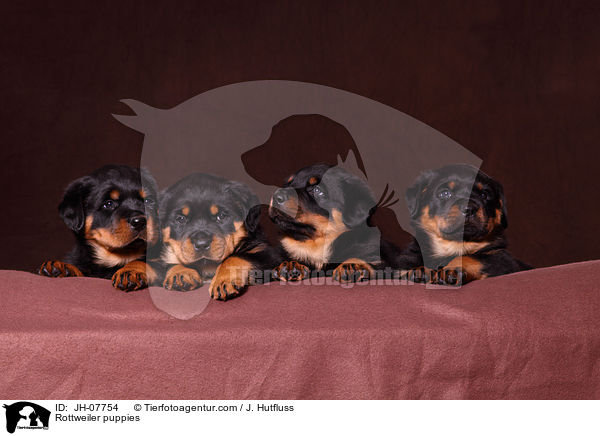 Rottweiler Welpen / Rottweiler puppies / JH-07754