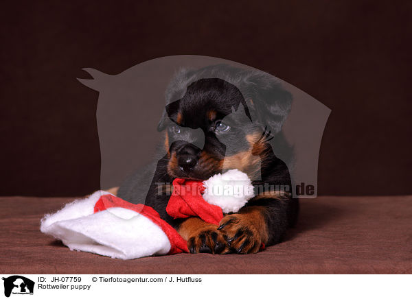 Rottweiler Welpe / Rottweiler puppy / JH-07759