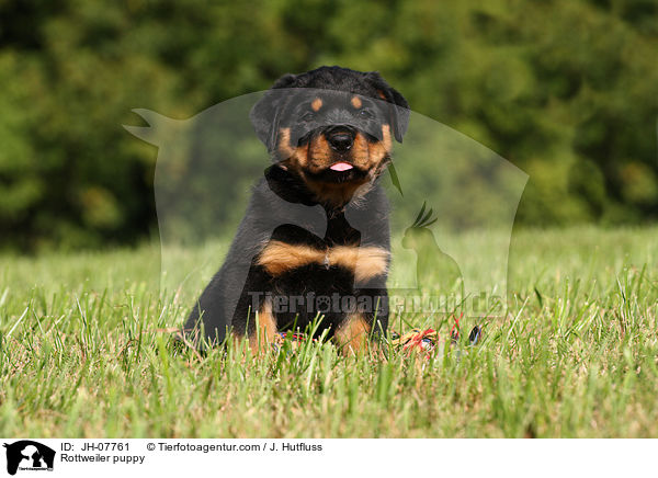 Rottweiler Welpe / Rottweiler puppy / JH-07761