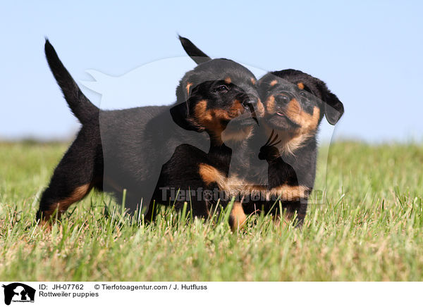Rottweiler Welpen / Rottweiler puppies / JH-07762