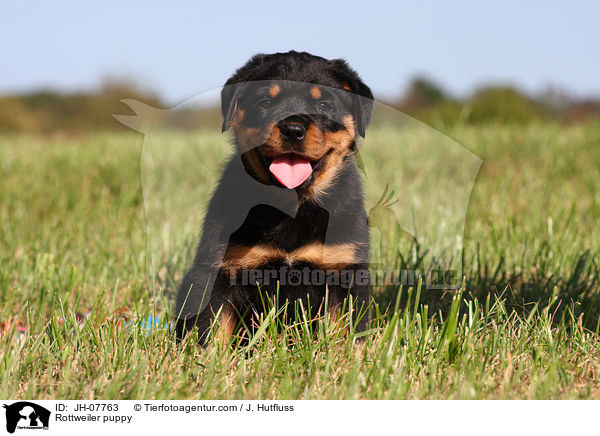 Rottweiler Welpe / Rottweiler puppy / JH-07763