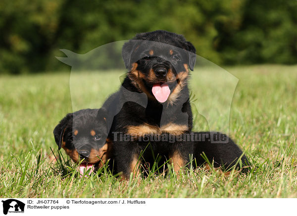 Rottweiler Welpen / Rottweiler puppies / JH-07764