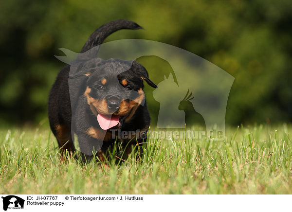 Rottweiler Welpe / Rottweiler puppy / JH-07767