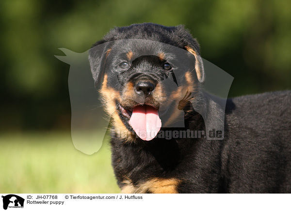 Rottweiler Welpe / Rottweiler puppy / JH-07768