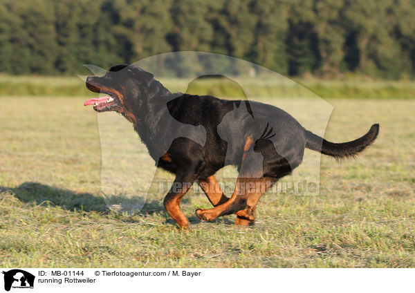 rennender Rottweiler / running Rottweiler / MB-01144
