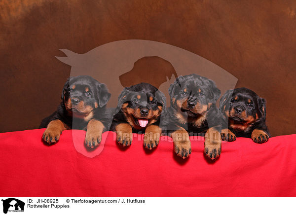 Rottweiler Welpen / Rottweiler Puppies / JH-08925