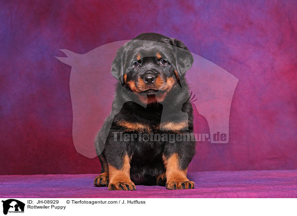 Rottweiler Welpe / Rottweiler Puppy / JH-08929