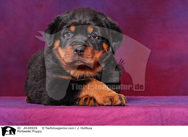 Rottweiler Welpe / Rottweiler Puppy / JH-08939