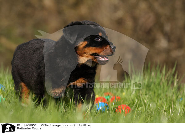 Rottweiler Welpe / Rottweiler Puppy / JH-08951