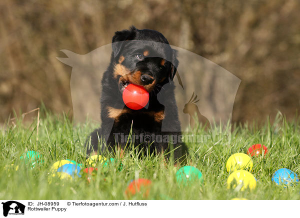 Rottweiler Welpe / Rottweiler Puppy / JH-08959