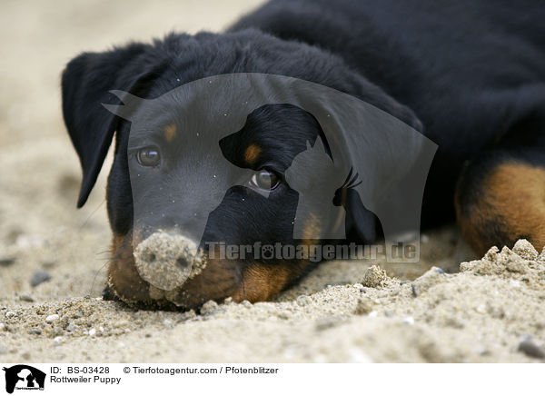 Rottweiler Welpe / Rottweiler Puppy / BS-03428