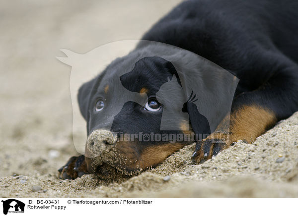 Rottweiler Welpe / Rottweiler Puppy / BS-03431