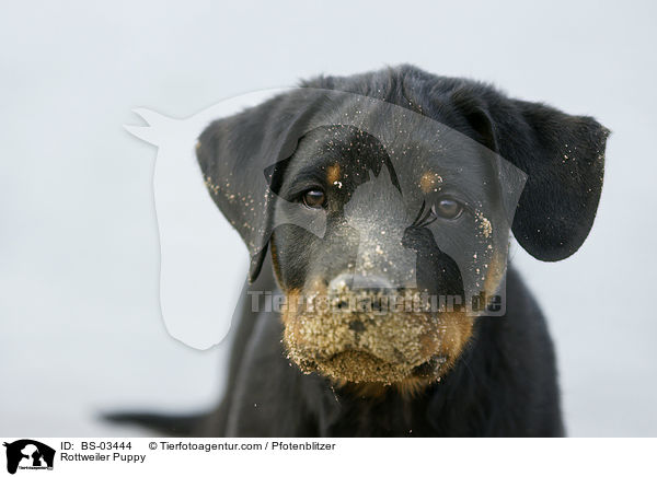 Rottweiler Welpe / Rottweiler Puppy / BS-03444