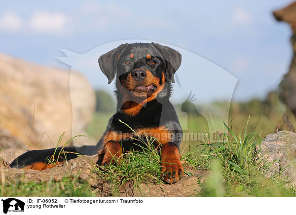 junger Rottweiler / young Rottweiler / IF-06052