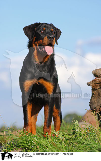 young Rottweiler / IF-06060