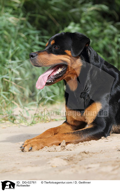 Rottweiler / Rottweiler / DG-02761