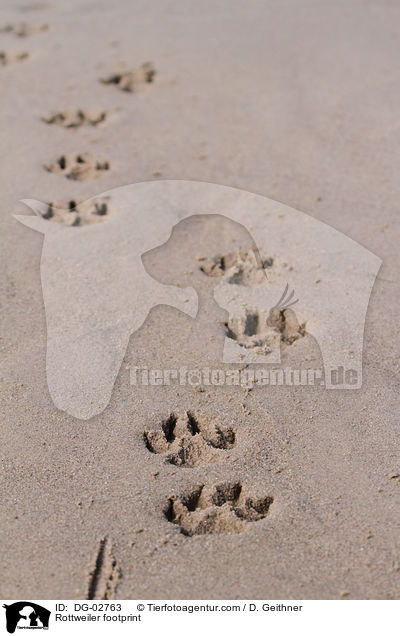 Rottweiler Pfotenabdruck / Rottweiler footprint / DG-02763