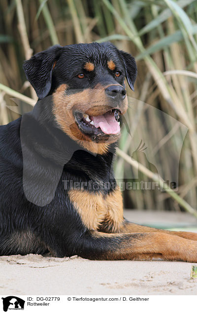 Rottweiler / Rottweiler / DG-02779