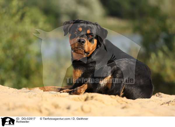 Rottweiler / Rottweiler / DG-02817