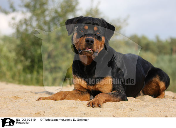Rottweiler / Rottweiler / DG-02819