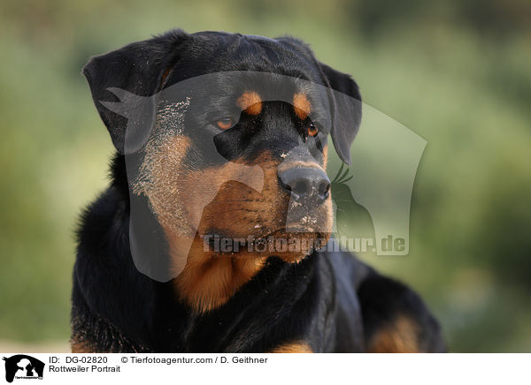 Rottweiler Portrait / Rottweiler Portrait / DG-02820