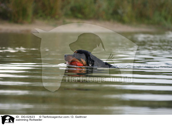 schwimmender Rottweiler / swimming Rottweiler / DG-02823