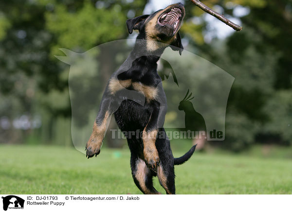 Rottweiler Welpe / Rottweiler Puppy / DJ-01793