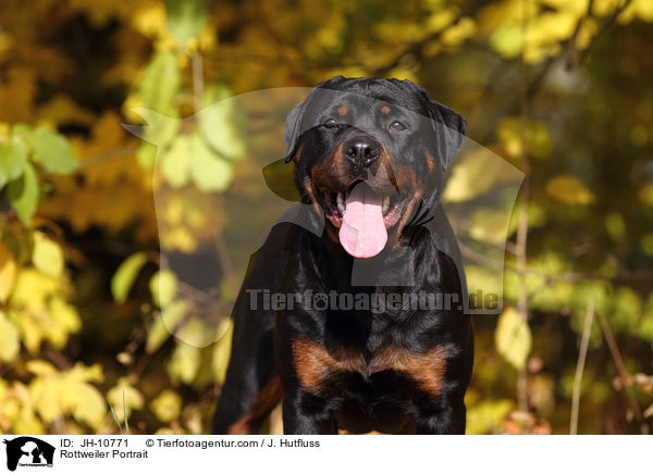 Rottweiler Portrait / Rottweiler Portrait / JH-10771