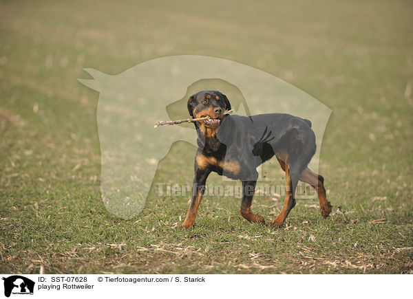 spielender Rottweiler / playing Rottweiler / SST-07628