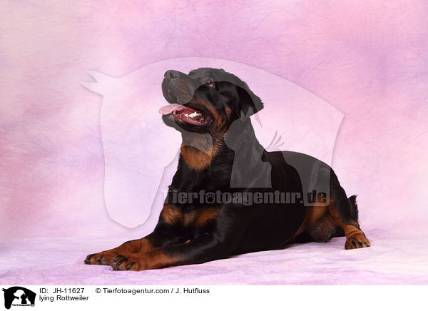 liegender Rottweiler / lying Rottweiler / JH-11627