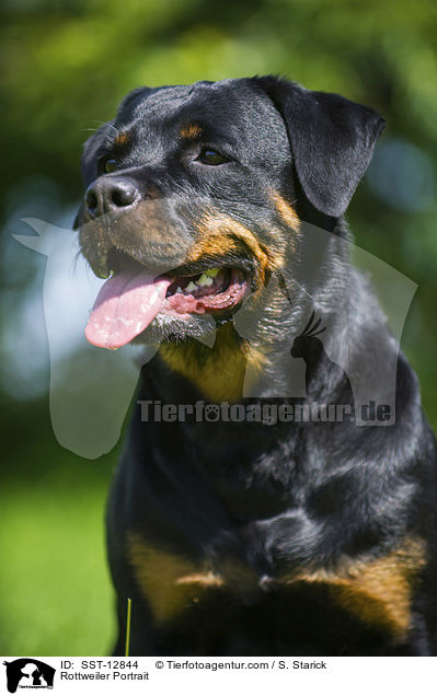 Rottweiler Portrait / Rottweiler Portrait / SST-12844