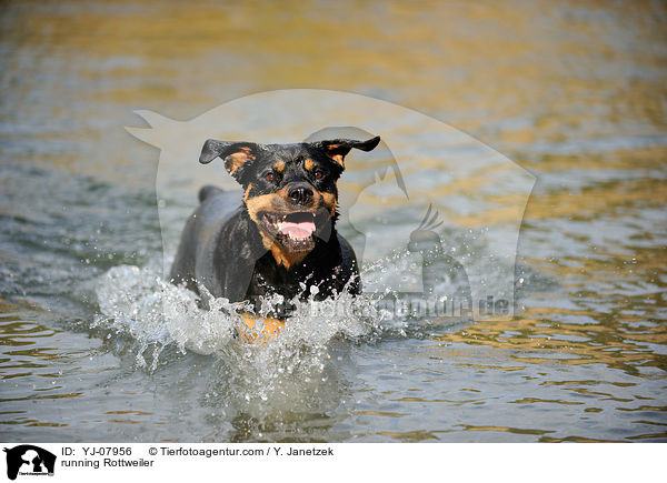 rennender Rottweiler / running Rottweiler / YJ-07956