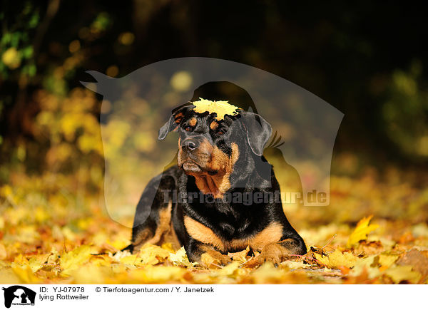 liegender Rottweiler / lying Rottweiler / YJ-07978