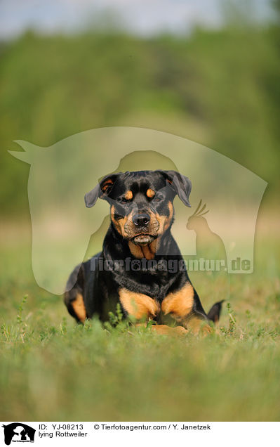 liegender Rottweiler / lying Rottweiler / YJ-08213