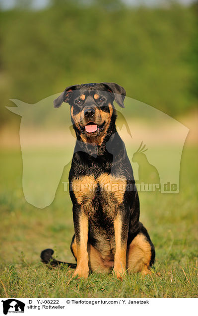 sitting Rottweiler / YJ-08222