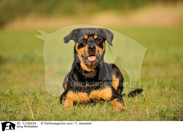 liegender Rottweiler / lying Rottweiler / YJ-08224