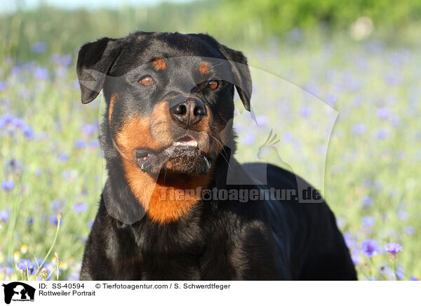Rottweiler Portrait / Rottweiler Portrait / SS-40594