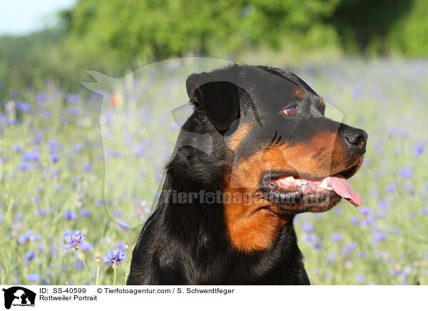 Rottweiler Portrait / Rottweiler Portrait / SS-40599