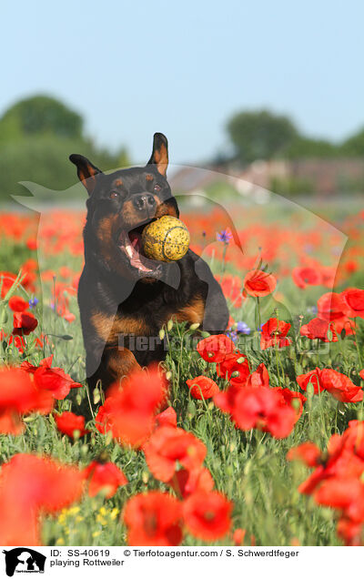 spielender Rottweiler / playing Rottweiler / SS-40619